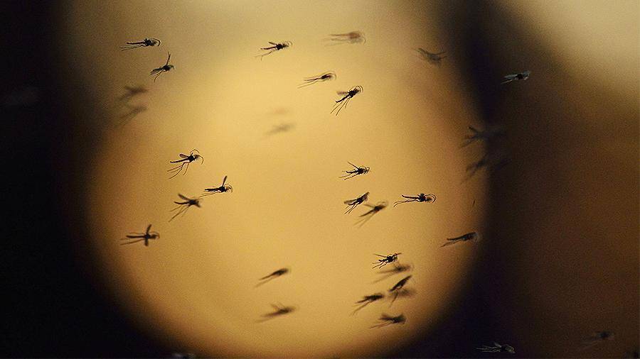 Роспотребнадзор опроверг распространение на Кубани комаров-переносчиков вирусов