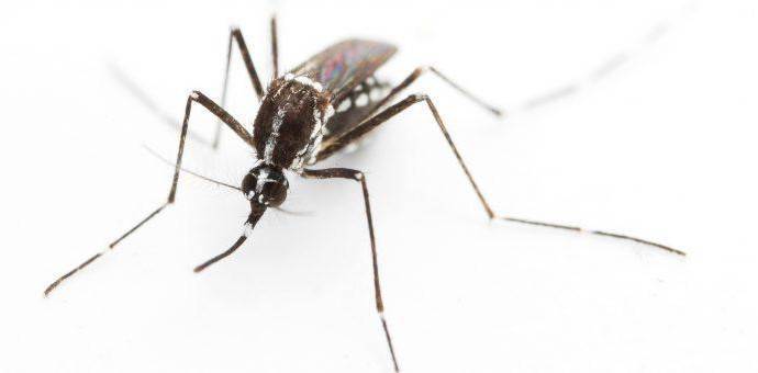 Эпидемиологи предупредили о нашествии комаров, переносящих смертельные вирусы