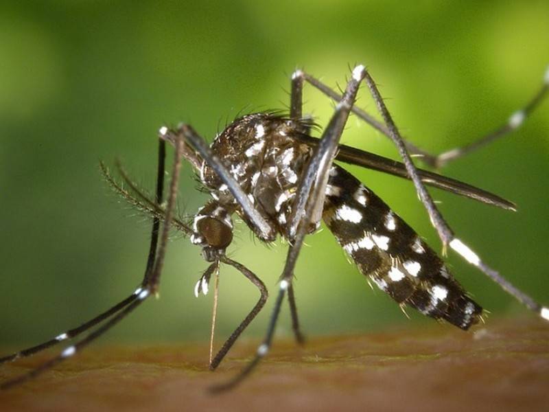 Россиян предупредили о риске смертельных лихорадок из-за укусов комаров