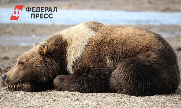 Медведи забрели в центр Елизово | Камчатский край | ФедералПресс