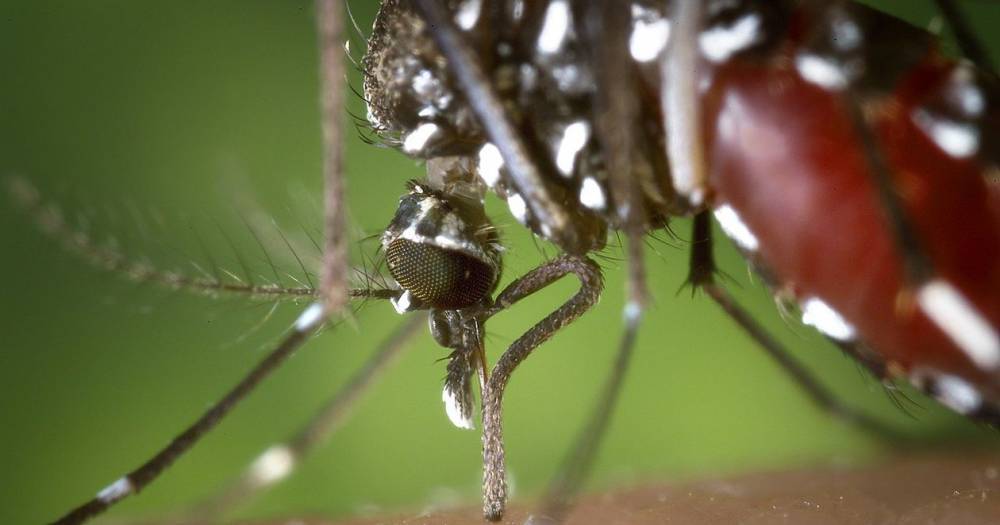 Комары принесли в&nbsp;Россию смертельные болезни