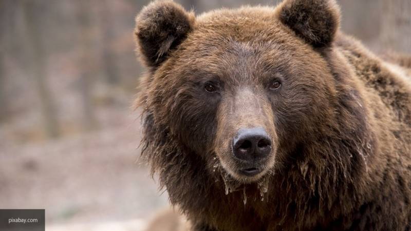 Медведь разодрал 12 лошадей депутата Госдумы Веремеенко в Тверской области