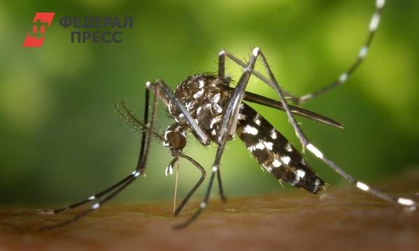 Тропические болезни угрожают России из-за комаров | Москва | ФедералПресс