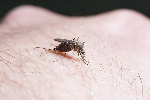 Россиянам из-за комаров грозят смертельные тропические болезни – «Известия»