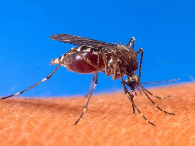 Россиян предупредили об опасности смертельной лихорадки из-за комаров в Краснодарском крае