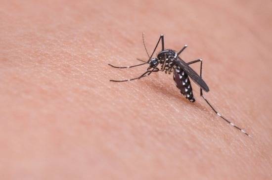 Роспотребнадзор на Кубани опроверг информацию о распространении комаров — переносчиков вирусов
