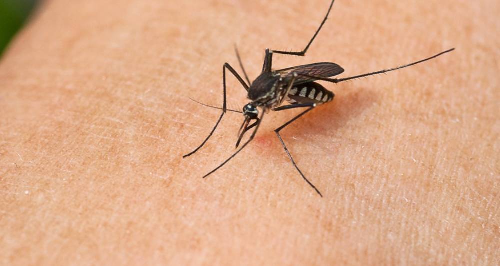 Роспотребнадзор опроверг распространение опасных комаров на Кубани