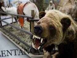 Медведь убил 12 лошадей депутата Госдумы