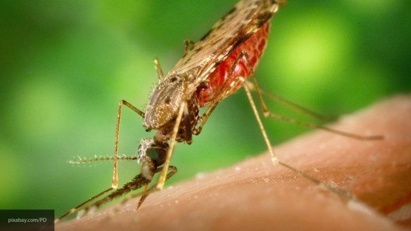 Эпидемиологи предупредили о появлении опасных тропических насекомых в центре России