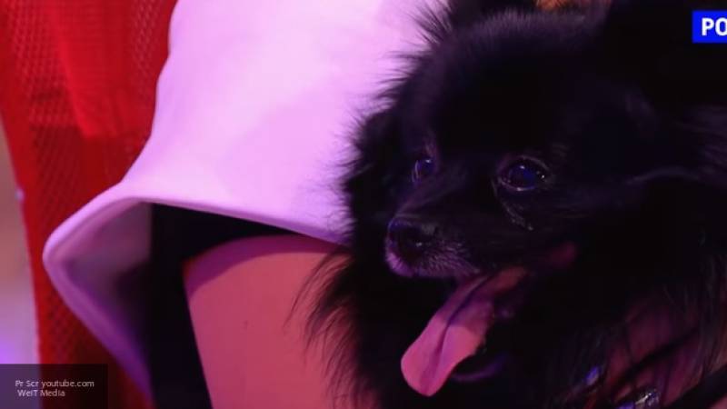 Собака-гипнотизер из российского шоу набирает популярность в Сети