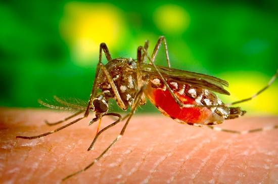 Россиянам угрожают смертельные лихорадки из-за комаров, пишут СМИ