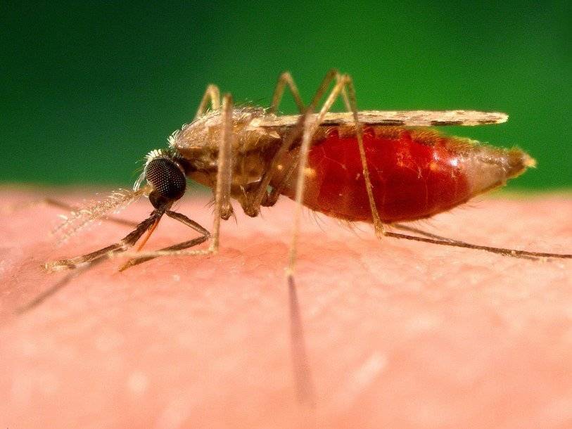 Составлен атлас активности генов возбудителя малярии - polit.ru - Англия