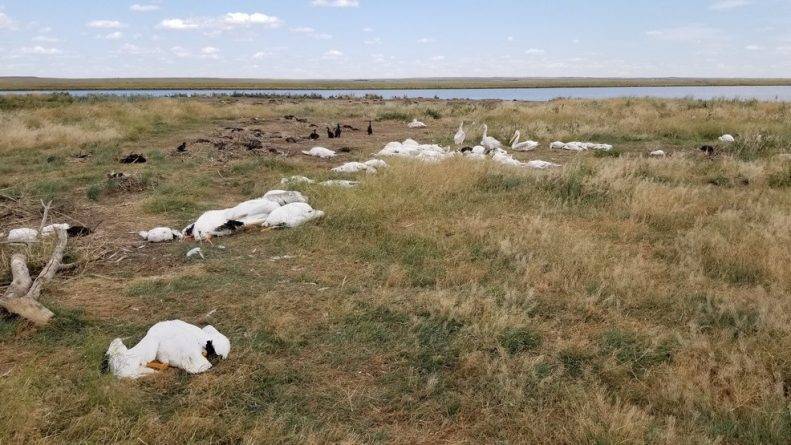 Сильный град в Монтане убил и покалечил более 11 тыс. пеликанов и уток