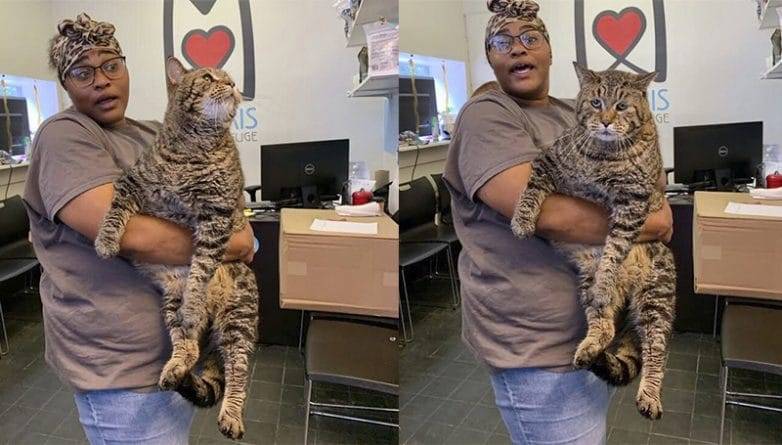 12 кг любви и шерсти: Гигантский кот покорил интернет. Мы тоже его любим