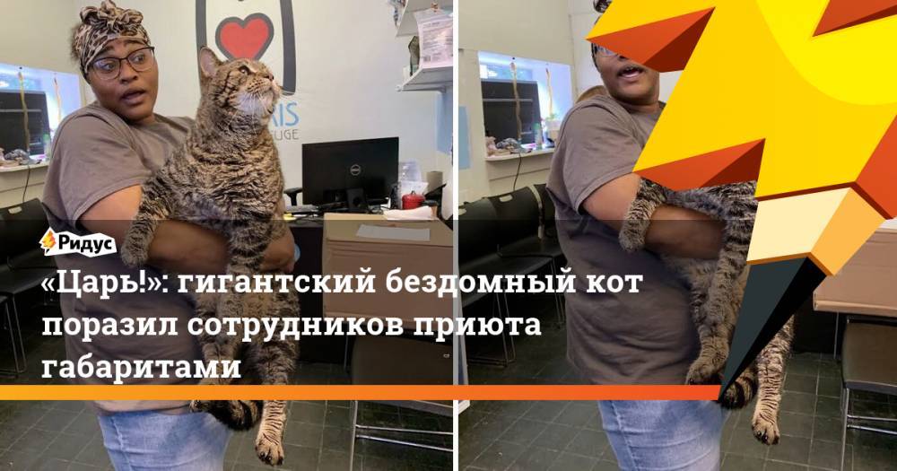 «Царь!»: гигантский бездомный кот поразил сотрудников приюта габаритами. Ридус