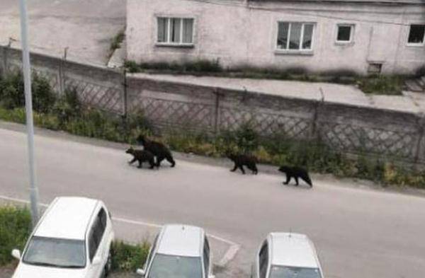 На Камчатке семейство медведей прогулялось по городу