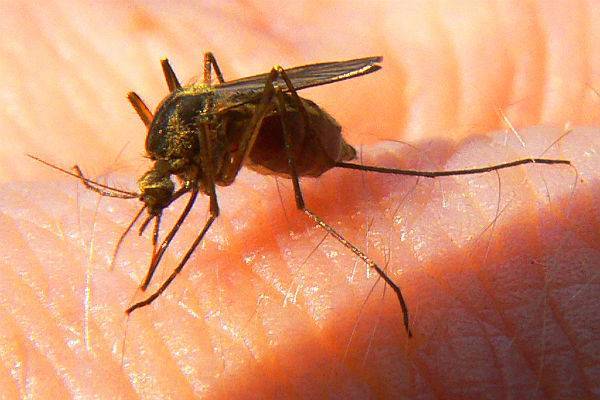 Роспотребнадзор опроверг сообщения о смертельно опасных комарах