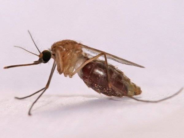 Роспотребнадзор заявил об отсутствии опасных комаров в южных регионах России