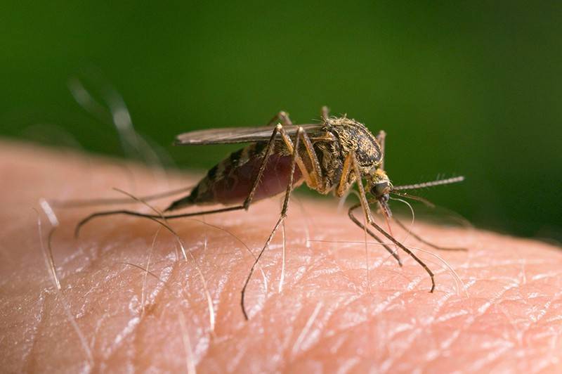 Россиян атакуют зараженные смертельной инфекцией комары