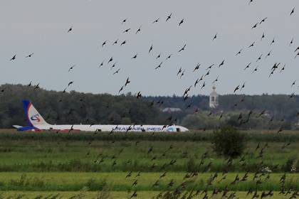 Власти озаботились птицами после аварийной посадки A321 в поле