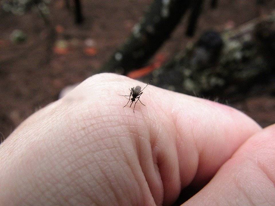 Роспотребнадзор сообщил о контроле над комарами на юге России