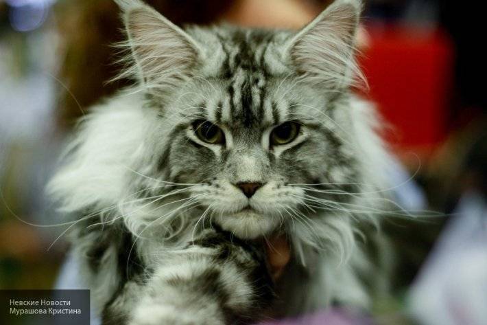 Пользователей соцсетей шокировал огромный кот, поселившийся в американском приюте