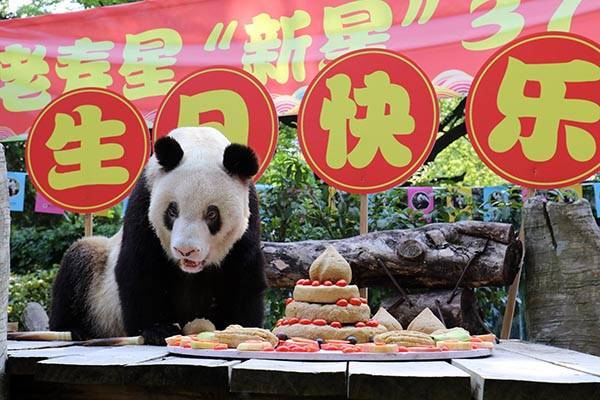 В одном из зоопарков Китая отметили день рождения старейшей в мире панды