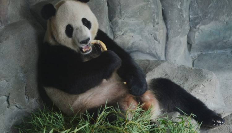 Панда Диндин в Московском зоопарке спаслась от тепла специальными ваннами