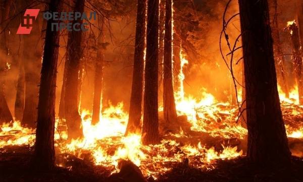 В Сибири увеличилась площадь лесных пожаров | Москва | ФедералПресс