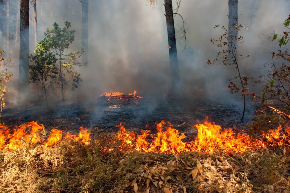 Площадь лесных пожаров в России продолжает стремительно расти. РЕН ТВ
