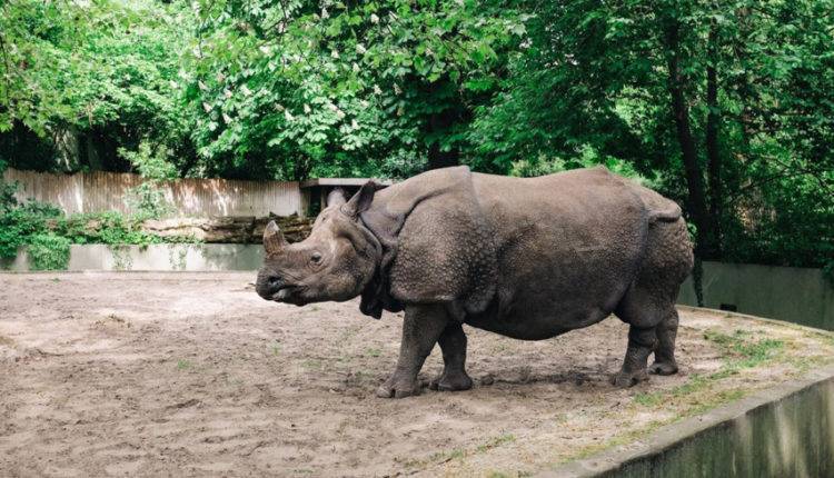 Ученые приблизились к возрождению северного белого носорога