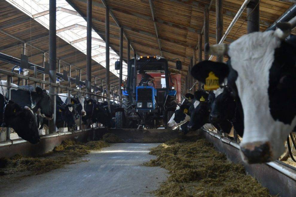 Глазовский район снова вошел в ТОП-10 по производству молока