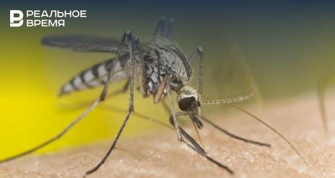 Эксперт КФУ рассказал, почему этим летом в Казани мало комаров