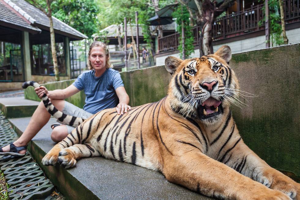 После нападения тигра на малыша: израильтян призывают к бойкоту парков в Таиланде