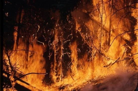 «Семерка» поможет странам Амазонии в связи с лесными пожарами