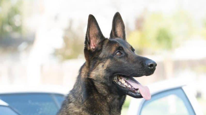 Служебную собаку нашли мертвой после того, как кинолог оставил ее одну в душной полицейской машине