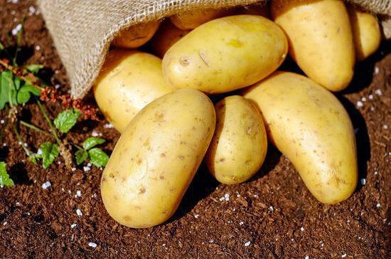Годовщина первого научного упоминания о картошке