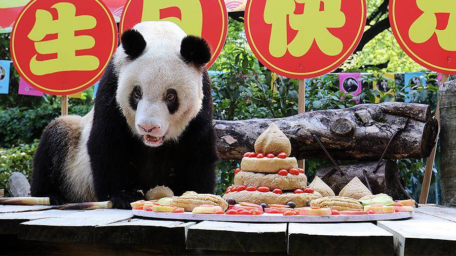 Старейшая живущая в зоопарке панда отметила день рождения