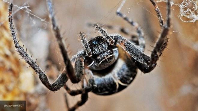 У берегов Мексиканского залива растет численность агрессивных пауков