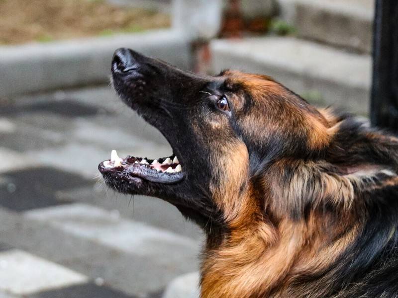 Владельцев агрессивных собак предложили наказывать уголовно