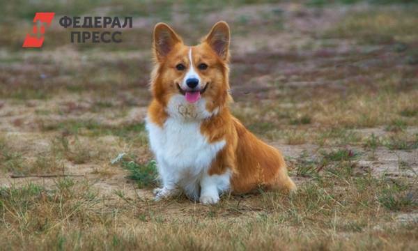 Ученые доказали пользу домашних животных для здоровья владельца | Москва | ФедералПресс