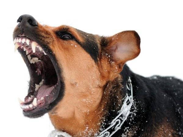 Госдуме предложили внести в УК статью о нападении собак на человека