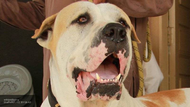 Владельцев нападающих на людей собак предложили сажать в тюрьму