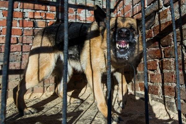 В России предложили уголовно наказывать хозяев агрессивных собак