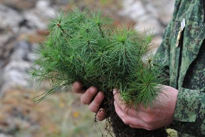 В России начнут выращивать больше сосен и елей