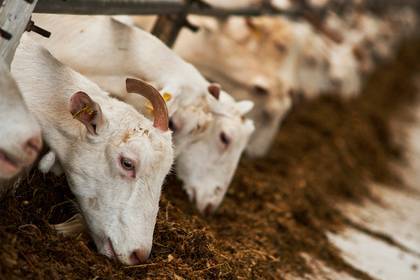 Власти Подмосковья отчитались о заготовке кормов для животных