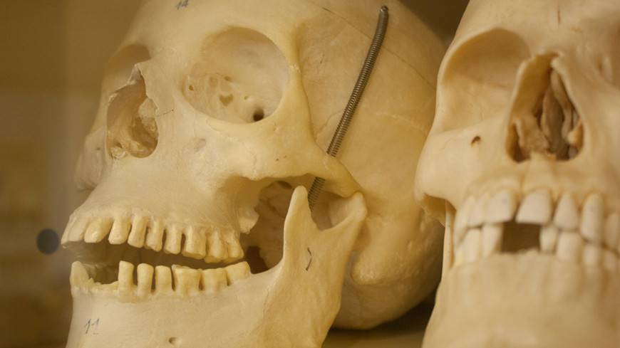 В Индонезии найдены древние черепа неизвестных «хоббитов»