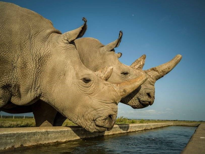 У двух последних самок северного белого носорога успешно взяты яйцеклетки