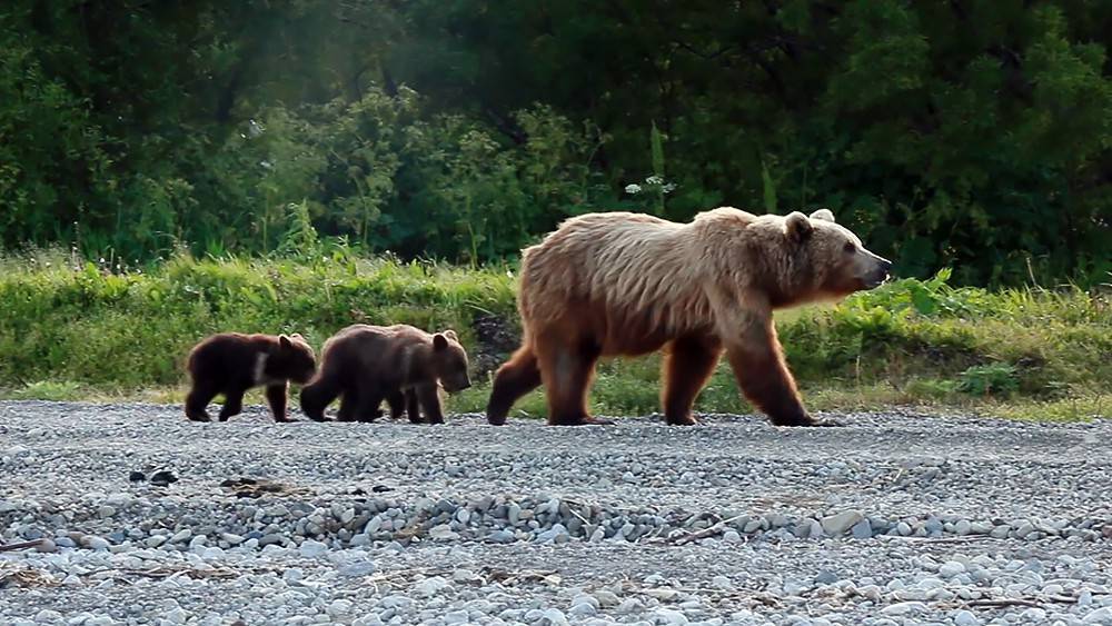 Голодные медведи держат в страхе жителей Камчатки