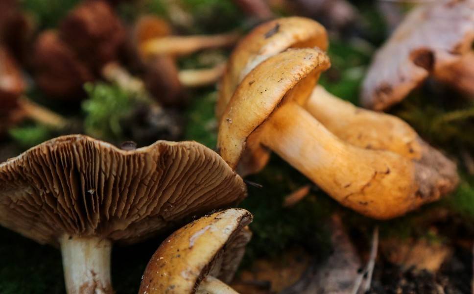 Специалисты напомнили об опасности домашних грибных консервов